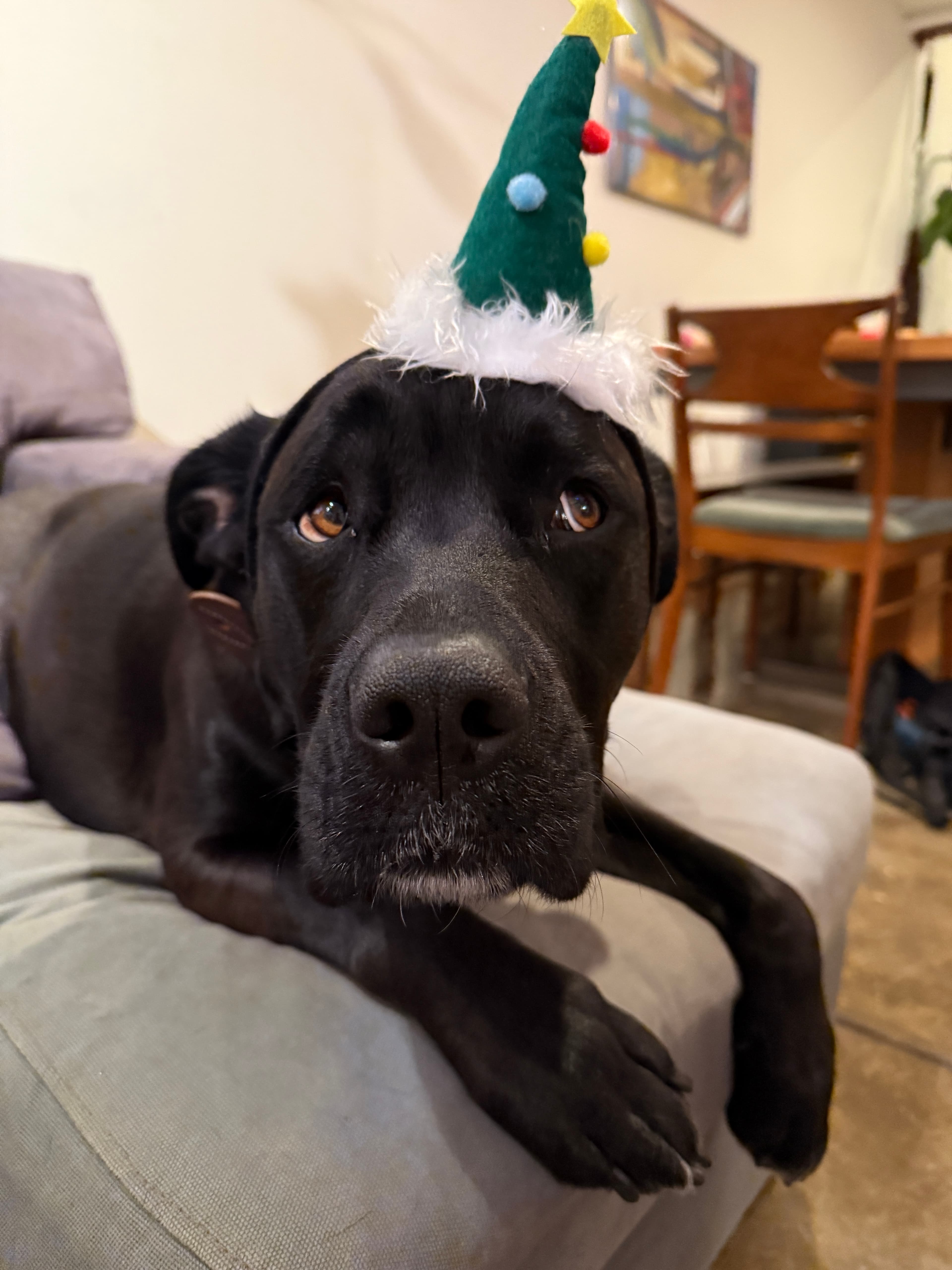 Judy the dog, honorary member of the Family Band